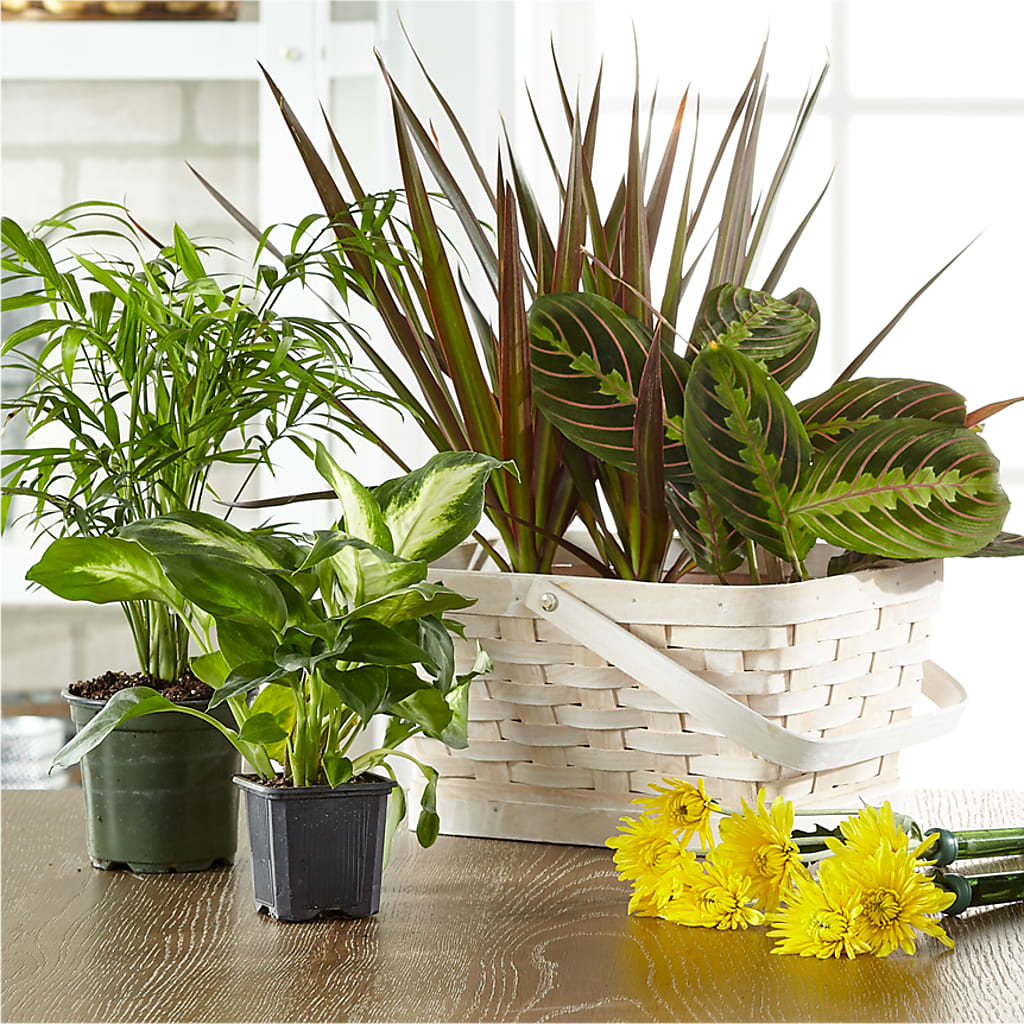 Florist Designed Blooming and Green Plants in a Basket – Zapateria Y Floreria Hernandez, San Jose CA