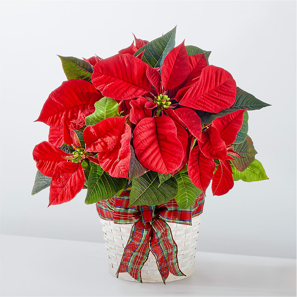 Happiest Holidays Poinsettia – Zapateria Y Floreria Hernandez, San Jose CA