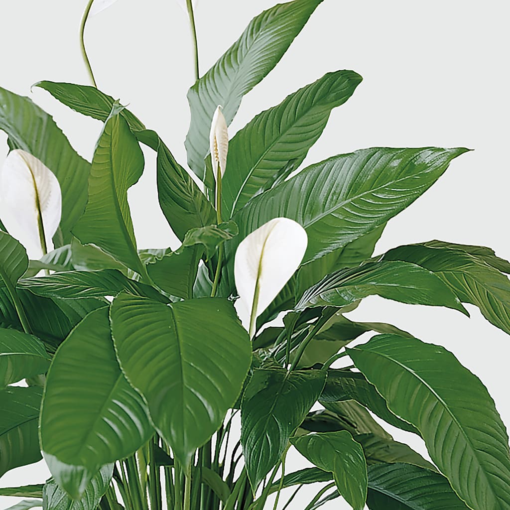 Tranquil Moments Peace Lily Plant – Zapateria Y Floreria Hernandez, San Jose CA