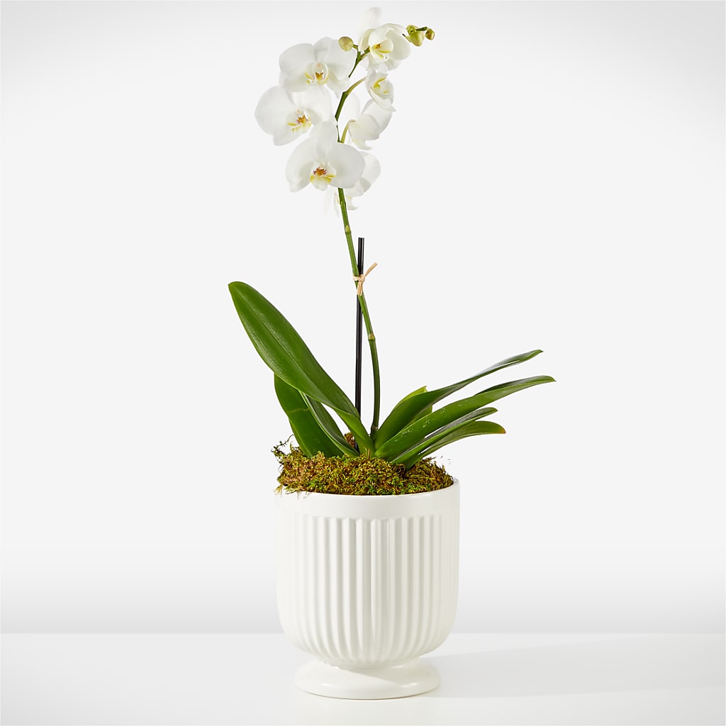 Whispering White Orchid – Zapateria Y Floreria Hernandez, San Jose CA