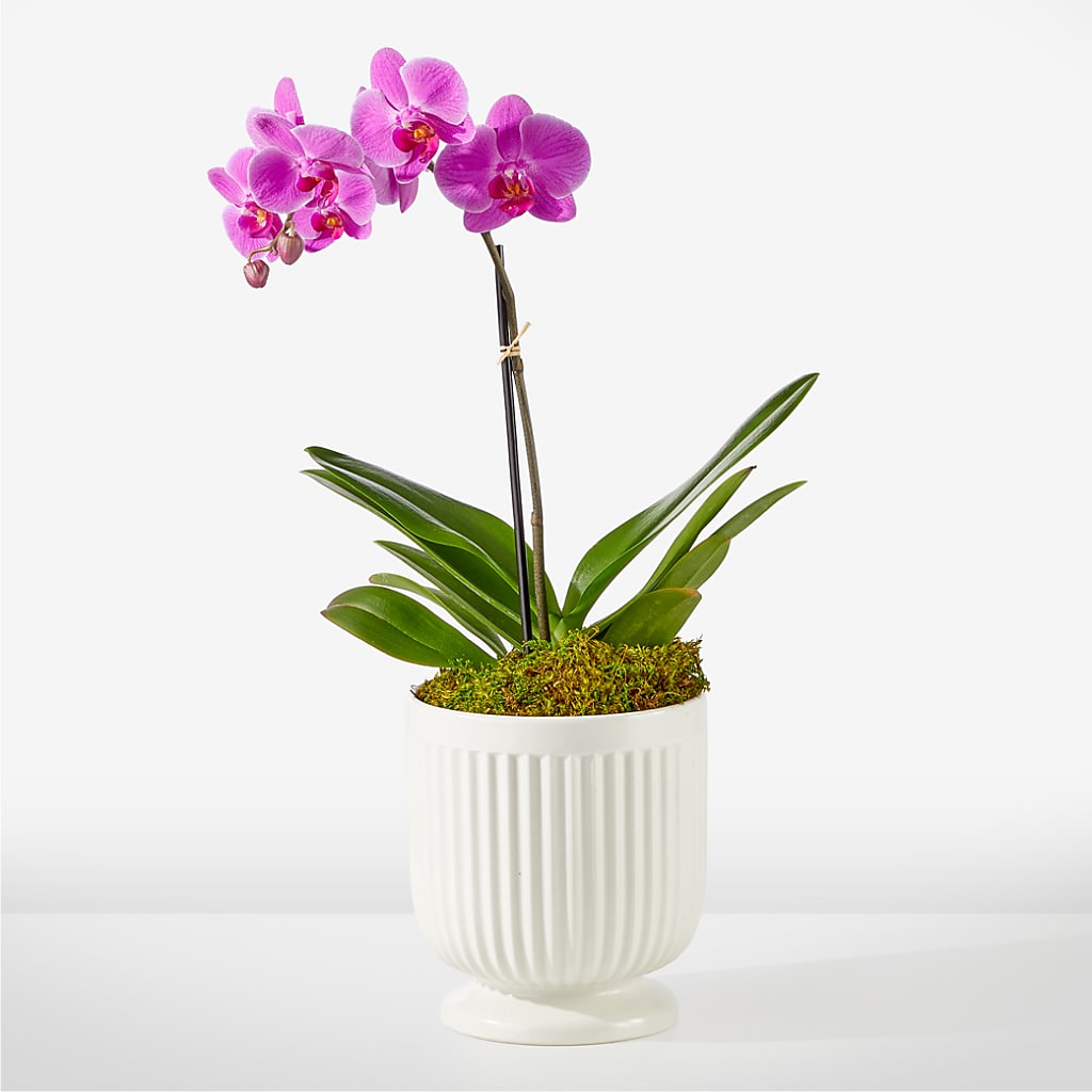 Friendly Fuchsia Orchid – Zapateria Y Floreria Hernandez, San Jose CA