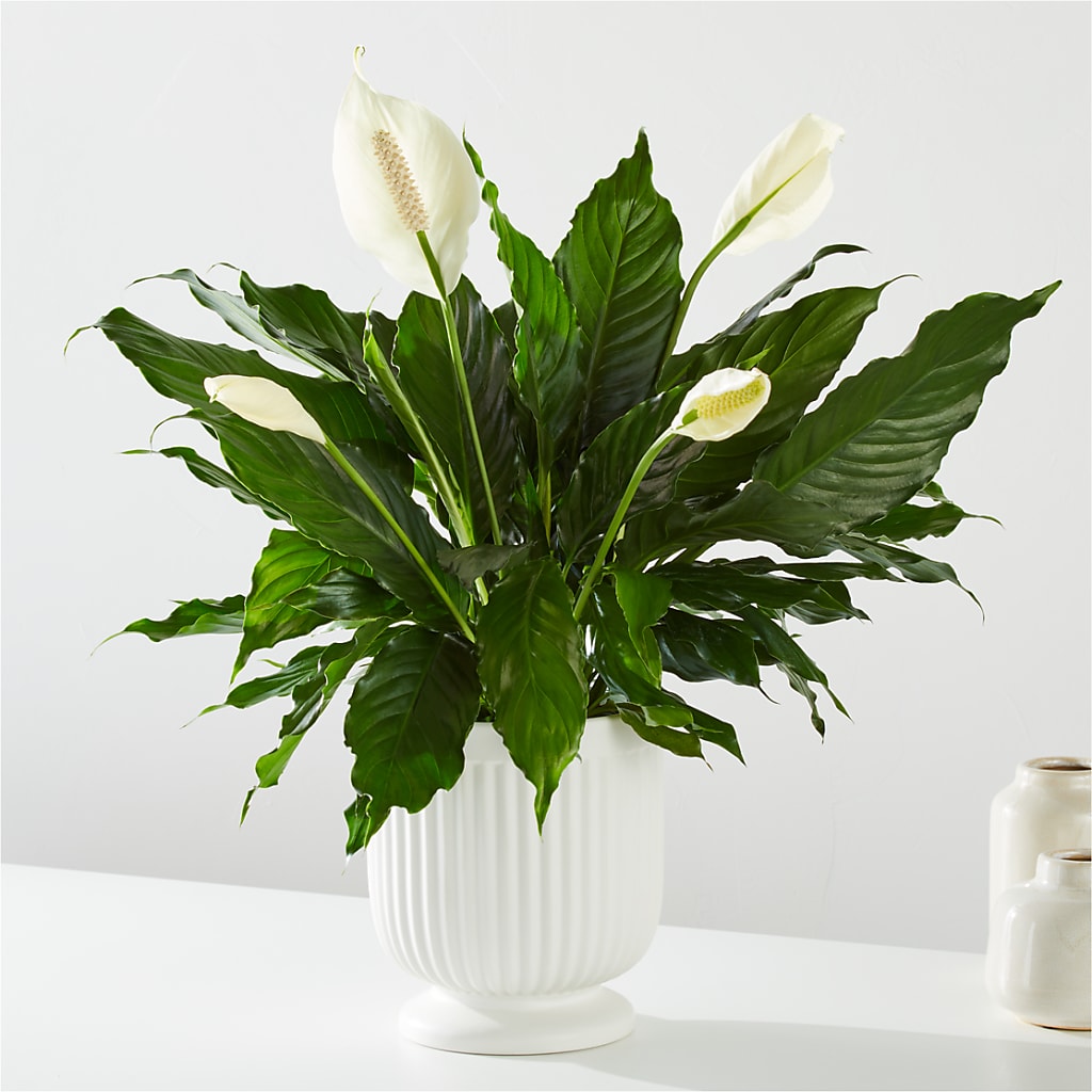 Comfort Planter – Zapateria Y Floreria Hernandez, San Jose CA