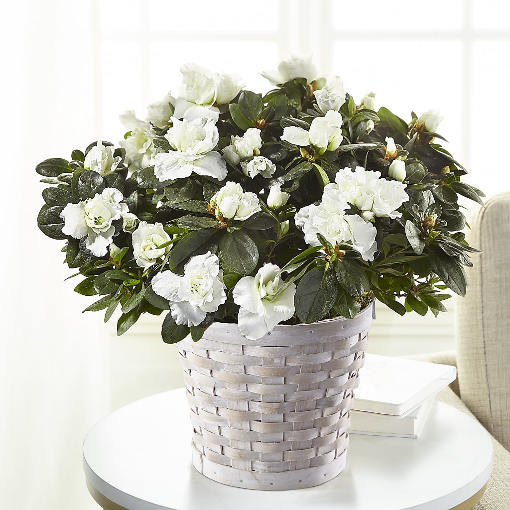 White Azalea Plant – Zapateria Y Floreria Hernandez, San Jose CA