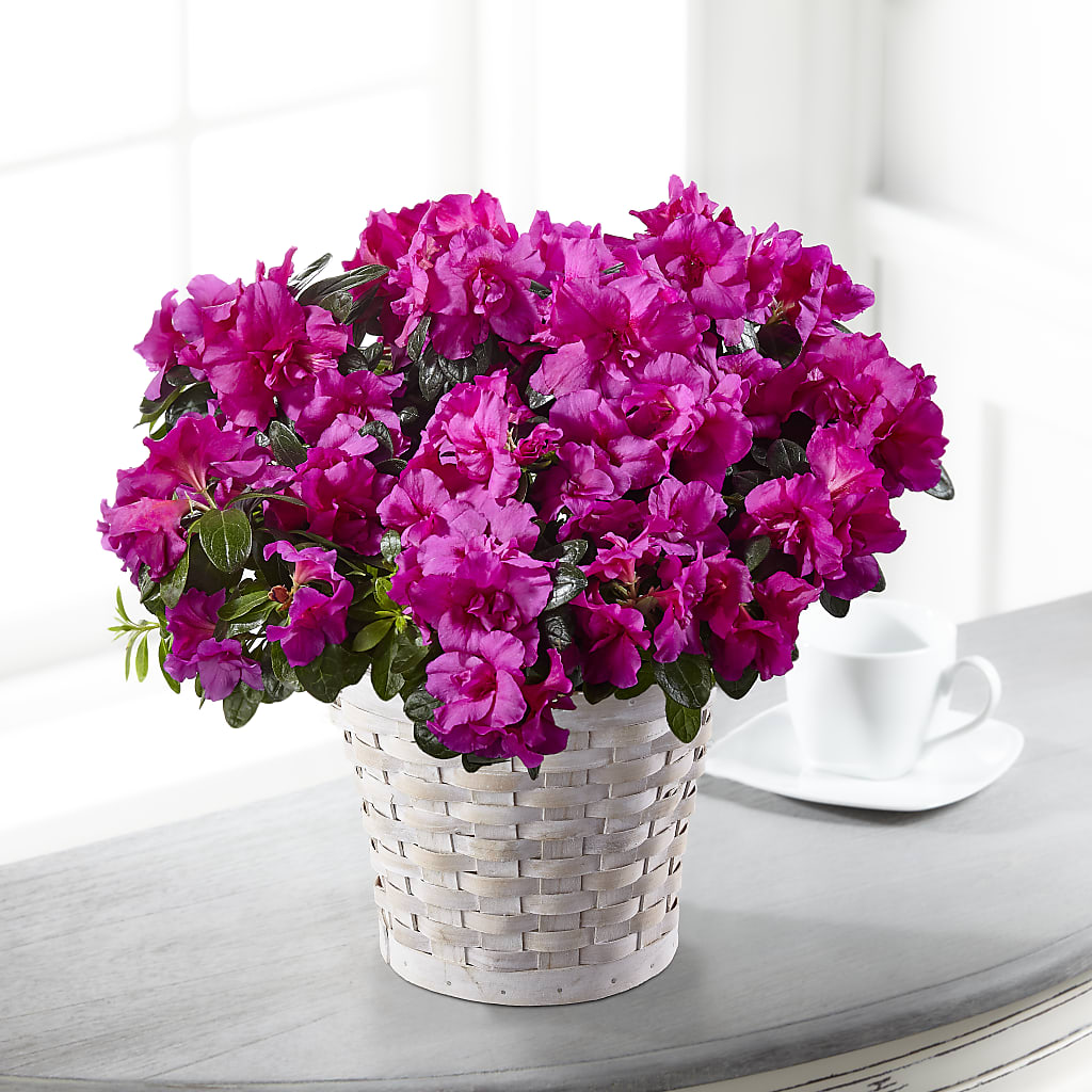 Hope & Serenity Azalea Plant – Zapateria Y Floreria Hernandez, San Jose CA