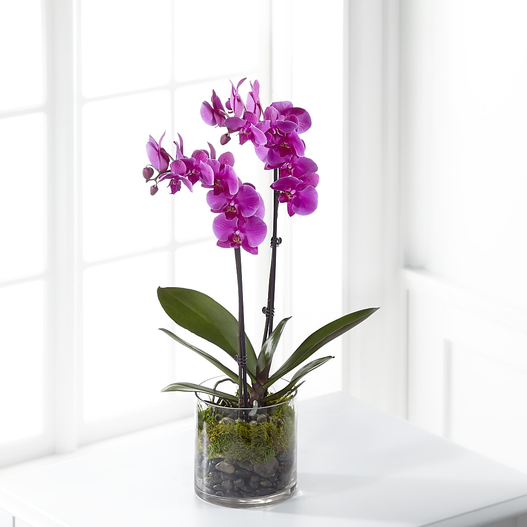 Pink Orchid Plant – Zapateria Y Floreria Hernandez, San Jose CA