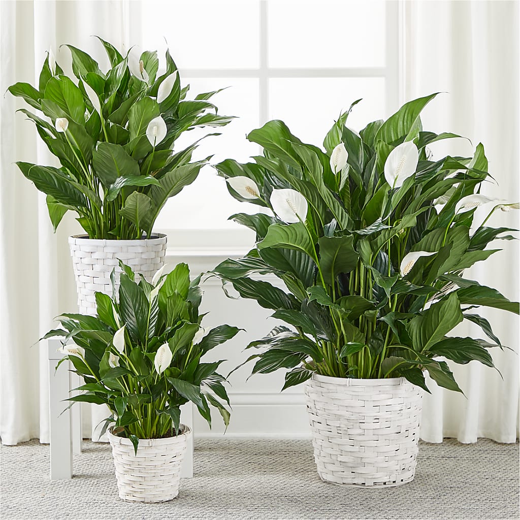 A New Leaf Peace Lily – Zapateria Y Floreria Hernandez, San Jose CA