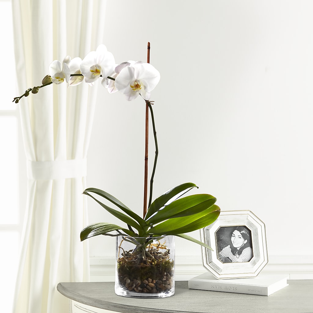 White Orchid Planter – Zapateria Y Floreria Hernandez, San Jose CA