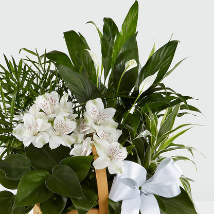 Peace & Serenity Dishgarden –  Zapateria Y Floreria Hernandez, San Jose CA