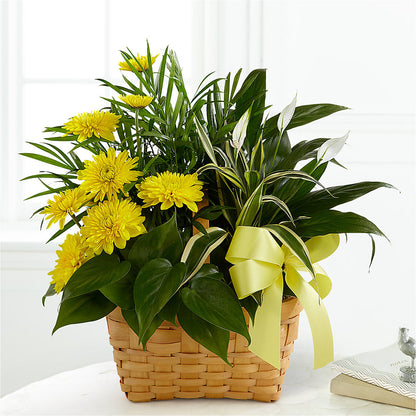 Loving Light Dishgarden –  Zapateria Y Floreria Hernandez, San Jose CA
