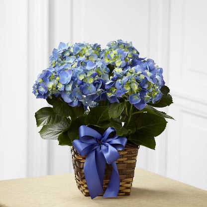 Blue Hydrangea Planter –  Zapateria Y Floreria Hernandez, San Jose CA