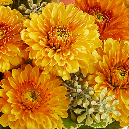 Peachy Pumpkin –  Zapateria Y Floreria Hernandez, San Jose CA