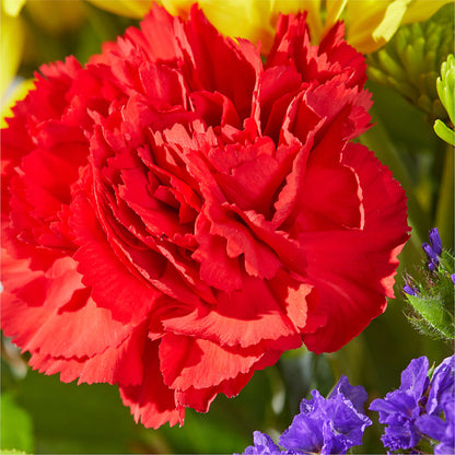 Brighter Days Bouquet –  Zapateria Y Floreria Hernandez, San Jose CA