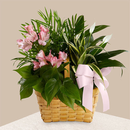 Living Spirit Dishgarden –  Zapateria Y Floreria Hernandez, San Jose CA