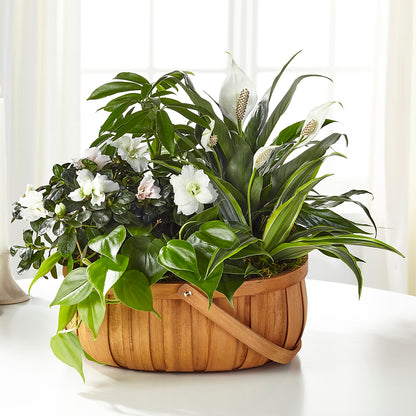 Serene Dishgarden –  Zapateria Y Floreria Hernandez, San Jose CA