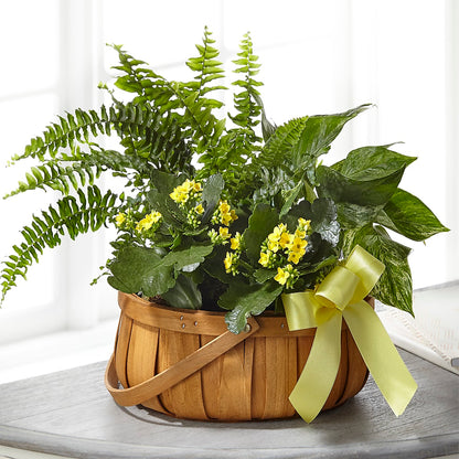 Always Dear Dishgarden –  Zapateria Y Floreria Hernandez, San Jose CA
