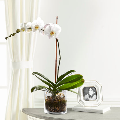 White Orchid Planter –  Zapateria Y Floreria Hernandez, San Jose CA